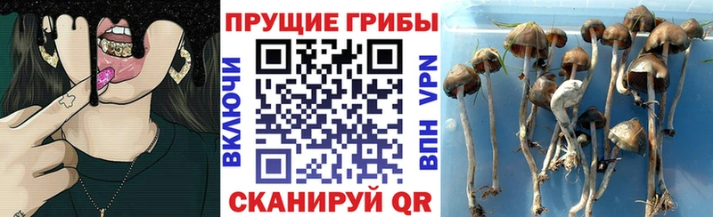 Галлюциногенные грибы прущие грибы  где найти   Гудермес 